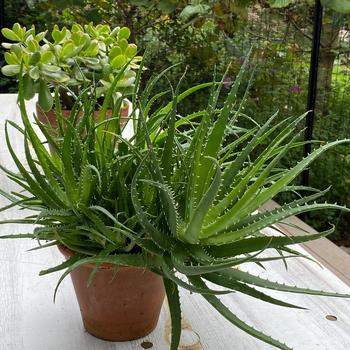 Aloe x humilis 'Spineless Hedgehog™' (234064)