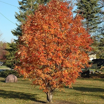 Sorbus aucuparia 'Black Hawk' Mountain Ash | Garden Center Marketing