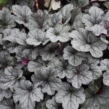 Heuchera 'Smoke and Mirrors' (234632)