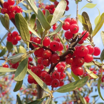 Shepherdia argentea