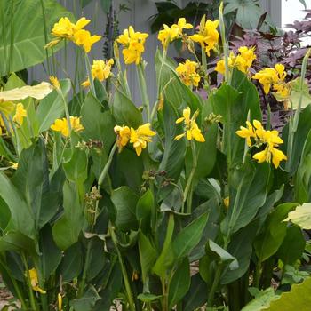 Canna 'Lemon Punch' (234893)