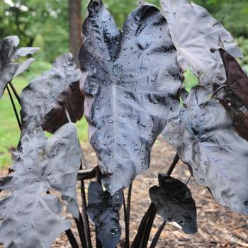 Colocasia Gecko™ 'Painted Black' (234901)