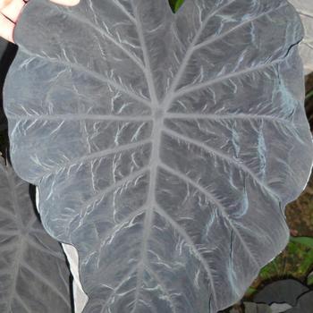 Colocasia Gigantes™ 'Dragon Heart' (234912)