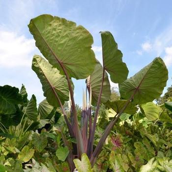 Colocasia Gigantes™ 'Fierce' (234913)