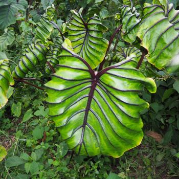 Colocasia 'Pharaoh's Mask™' (234922)