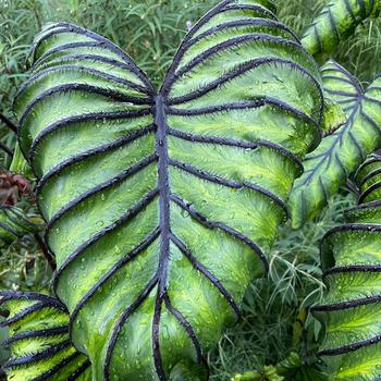 Colocasia 'Pharaoh's Mask™' (234925)