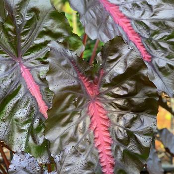 Colocasia 'Redemption™' (234930)