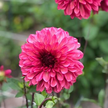 Dahlia 'Bacardi' (235160)