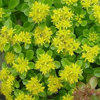 Sedum 'Lemon Drop' 