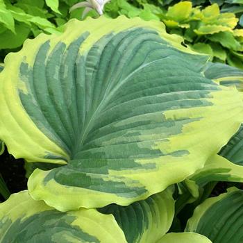 Hosta 'Drop-Dead Gorgeous' (236002)