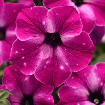 Petunia Headliner™ '' (236018)