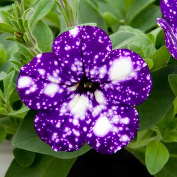 Petunia Headliner™ '' (236030)