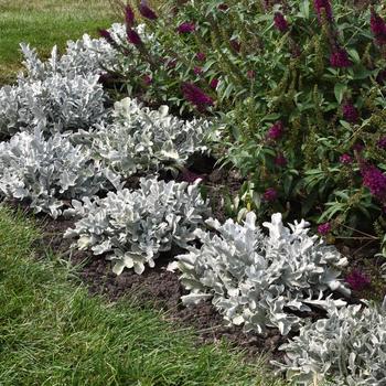 Centaurea ragusina 'Silver Swirl' (236069)