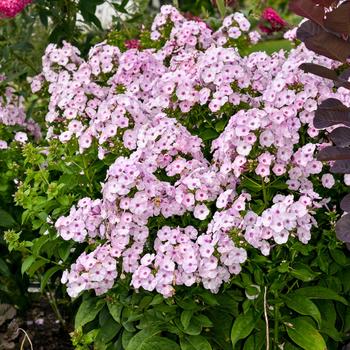 Phlox paniculata Garden Girls™ 'Fancy Girl' (236079)