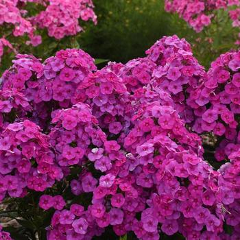 Phlox paniculata Garden Girls™ 'Material Girl' (236080)