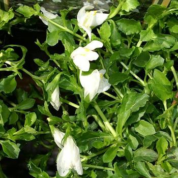 Mazus reptans 'Alba' 