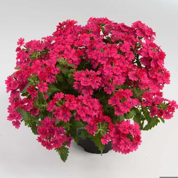 Verbena x hortensis Vanessa™ '' (237026)