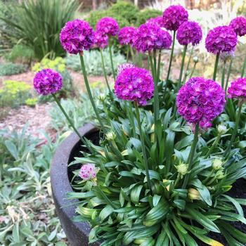 Armeria pseudarmeria Dreameria® 'Vivid Dreams' (237472)