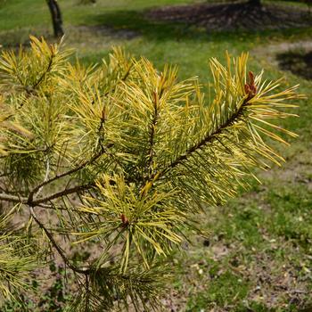 Pinus sylvestris 'Gold Coin' (237856)