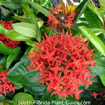 Ixora casei 'Super King' 