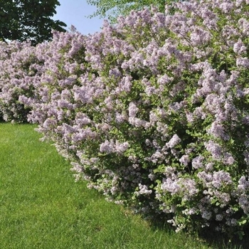 Fairy Dust Lilac