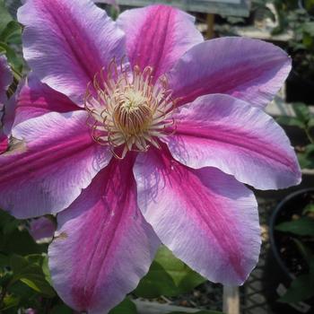 Clematis 'Doctor Ruppel' (238731)