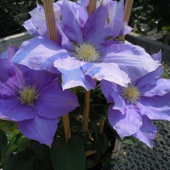 Clematis 'Reiman™' (238735)