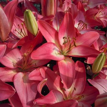 Lilium asiaticum Lily Looks 'Tiny Diamond' (238738)