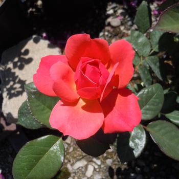 Rosa 'Uptown Girl' (238784)