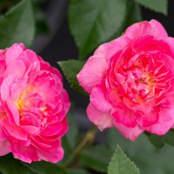 Rosa 'Tahitian Treasure™' (239683)