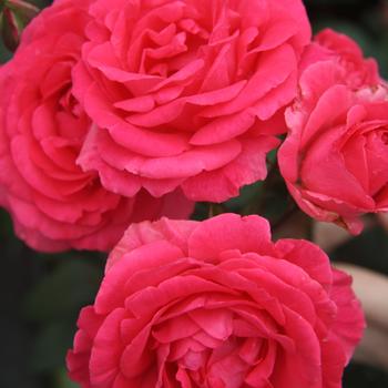 Rosa 'Tahitian Treasure™' (239686)