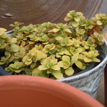 Sedum makinoi 'Ogon' (239748)