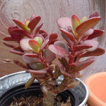 Crassula ovata arborescens '' (239751)