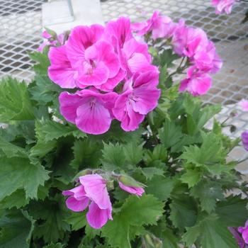 Pelargonium x domesticum Elegance™ 'Lilac Sachet' (239873)