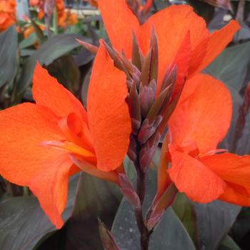 Canna x generalis Cannova® 'Bronze Orange' (239975)