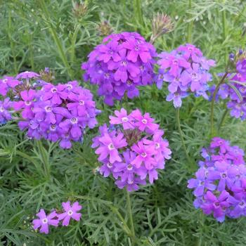 Verbena 'Imagination' (239980)