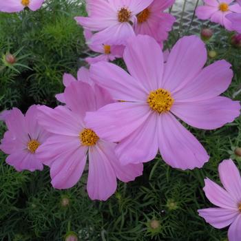 Cosmos bipinnatus Sonata™ 'Pink' (239981)