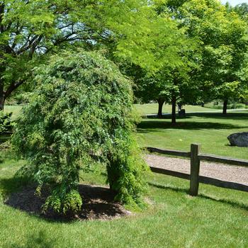 Gleditsia triacanthos var. inermis 'Emerald Cascade' (240020)