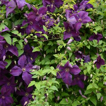 Clematis viticella 'Polish Spirit' (240093)