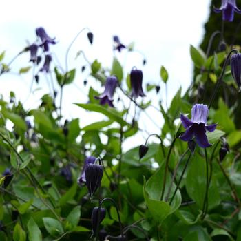 Clematis 'Rooguchi' (240134)