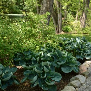 Hosta 'Abiqua Drinking Gourd' (240244)