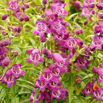 Penstemon Harlequin™ '' (240365)