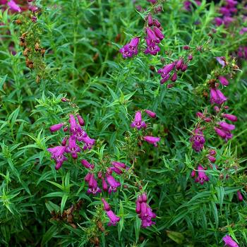 Penstemon Harlequin™ '' (240368)