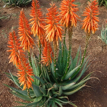 Aloe 'Safari Sunrise' 