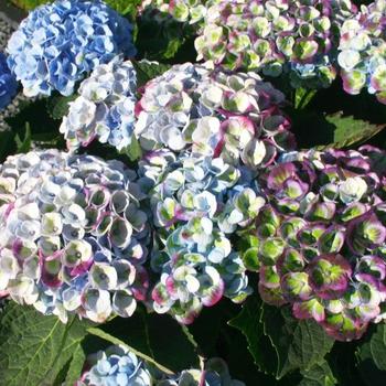 Hydrangea macrophylla Magical® 'Revolution' (240488)