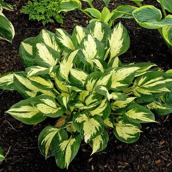 Hosta 'Revolution' (240572)