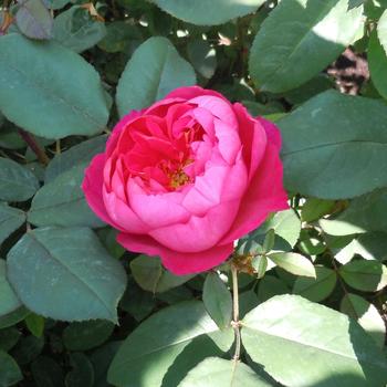 Rosa 'Benjamin Britten' (240754)