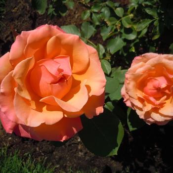 Rosa 'Tuscan Sun' (240767)