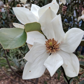 Magnolia laevifolia × maudiae 'Eternal Spring' 