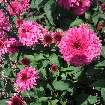 Echinacea 'Lovely Lolly' (240851)